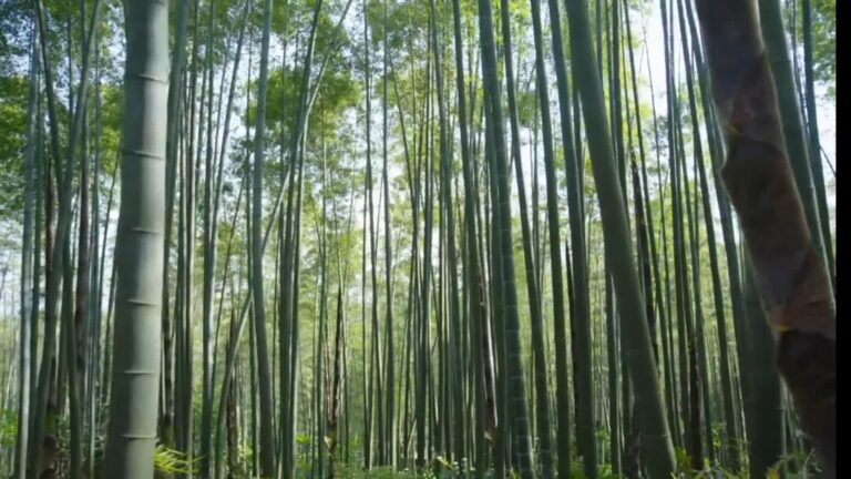 Bamboo Clothing Manufacturers